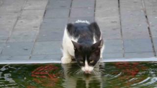 Mega kent İstanbulda sıcak hava bunalttı