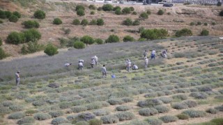 Merkezefendide lavanta hasadı başladı