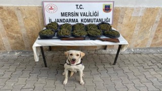Mersin'de 24 kilo uyuşturucu madde skunk ele geçirildi