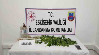 Mezarlığa kenevir eken şahıs yakayı ele verdi
