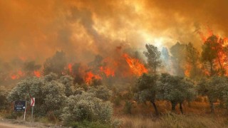 Milasta orman yangını başladı