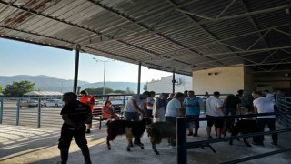 Muğlada kurban kesim oranları arttı