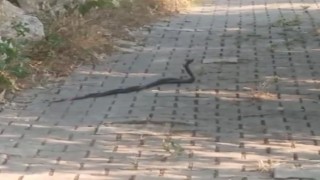 Muğlada yılanların çiftleşme dansı vatandaş kamerasına yansıdı