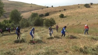 Muşlu gençler, hastası olan yaşlı adamın otunu biçti