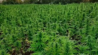 Narko-Terör Operasyonunda 16 Milyon Kök Kenevir Bitkisi Yakalandı