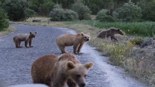 Nemrutta 4 yavru boz ayı birlikte görüntülendi