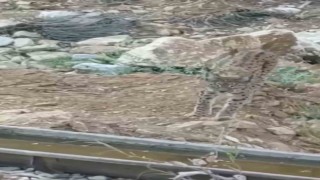 Nesli tükenme tehlikesi altında olan vaşak kamerada