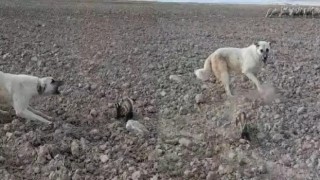 Nesli tükenmek üzere olan alaca sansar Nevşehirde görüldü