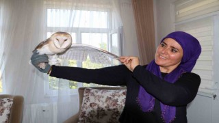 Nesli tükenmek üzere olan peçeli baykuş talih kuşu olarak evlerine geldi