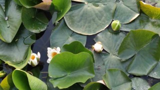 Nilüferler Süleymanlı Yayla Gölünün güzelliğine güzellik kattı