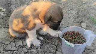Öldürülen köpeğin yavruları bulundu