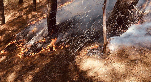Orman yangınıyla mücadele sürüyor