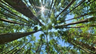 Ormanda piknik yapıp ateş yakmak yasaklandı