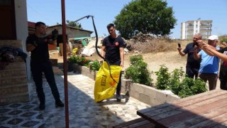 Ormanlar yanınca gölge alan bulamayan yılanlar yerleşim alanına indi