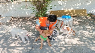 Osmaniye’de sahibinin dövdüğü köpek artık güvende