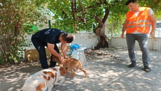 Osmaniyede, şiddete maruz kalan köpek sahiplendirildi