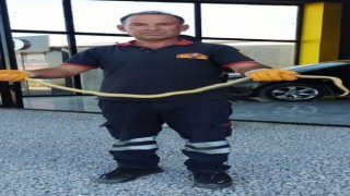 Otomobil galerisinde yılan paniği