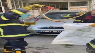 Otomobilin motor kısmına giren yılan bagajdan çıkarıldı