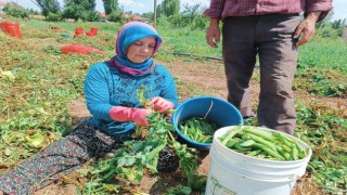 Alternatif ürün olarak ekimi gerçekleştirilen bezelyede hasat başladı