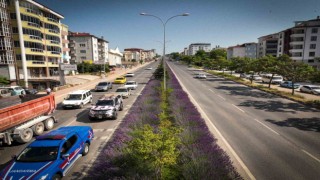 Orta refüjde açan lavantalar adeta göz kamaştırıyor