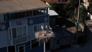 Yaren leylek ve 4 yavrusu vedaya hazırlanıyor