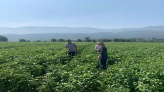 Patates tarlalarında mildiyö alarmı