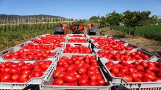 Rusya'ya domates kotası 500 bin tona çıkarıldı