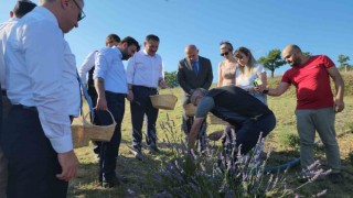 Safrandan sonra lavanta üretimine rağbet arttı