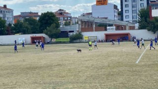 Sahaya giren köpek maçı durdurdu