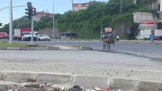 Sahipsiz eşek trafiği birbirine kattı