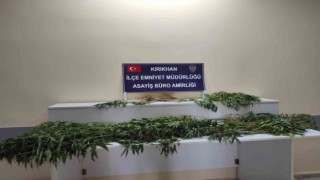 Saksıda yetiştirilen hint kenevirleri ele geçirildi