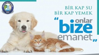 Salihlide sokak hayvanları için çağrı: Bir kap su, bir kap yemek