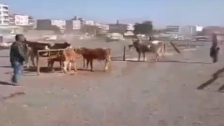 Şanlıurfada hayvan pazarında silahlı kavga