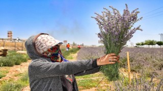 Şanlıurfada mor hasat başladı