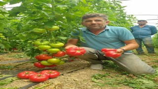 Sarıcakayada çiftçiler üretimden memnun