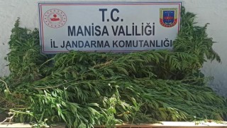 Şehzadelerde bin 15 kök kenevir ve kubar esrar ele geçirildi