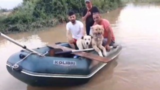 Selde mahsur kalan köpekler botla böyle kurtarıldı