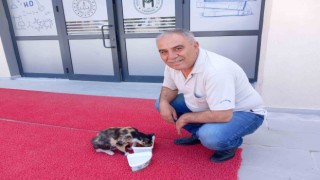 Sevimli kedi, Emirdağ Mithatpaşa Ortaokulunun bekçiliğini yapıyor