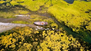 Seyhan Nehri can çekişiyor: Yosunlar nehri istila etti, otlar insan boyuna yaklaştı
