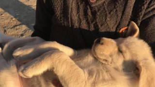 Sıcak havalar evcil hayvanları depresyona sokabilir