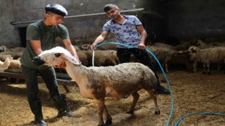 Besiciler hayvanlarını soğuk suyla yıkadı