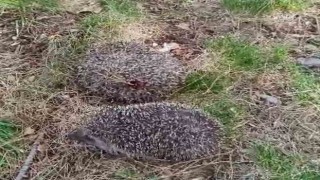 Siirtte yavru kirpiler vatandaşlar tarafından kurtarıldı
