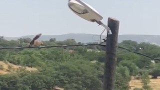 Sincaptan elektrik direğinde akrobasi