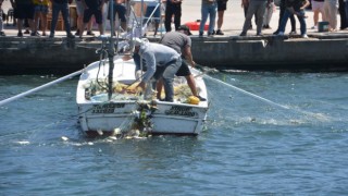 Sinopta deniz soğuk yaptı, vatandaşlar balık yakalamak için sahile akın etti