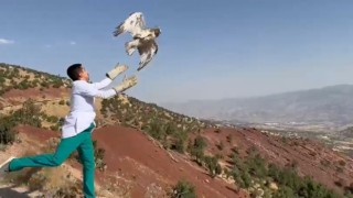 Şırnakta tedavileri tamamlanan yılan kartalı ve kızıl şahin doğaya bırakıldı