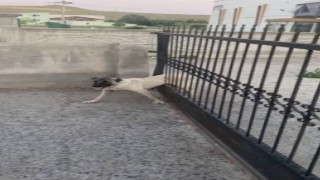 Sivasta demir kapının parmaklıklarına sıkışan köpek böyle kurtarıldı