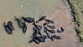 Sivastaki bu görüntüler Serengetiyi aratmıyor