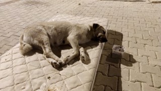 Sokak köpeği için yola yatak serdiler