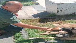 Sokak köpeği ikram edilen dondurmayı geri çevirmedi