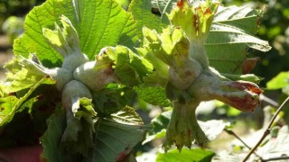 Soydan: “Türkiyenin tahmini fındık rekoltesi 717 bin ton